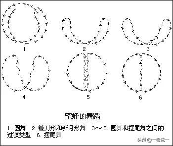 鸟类的语言是哪些怎么写:同类动物之间有自己的语言吗？