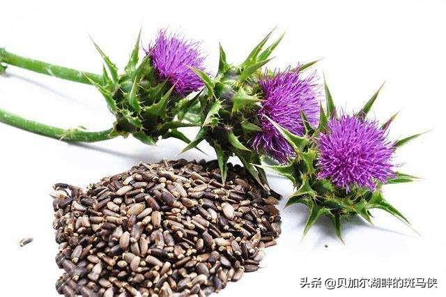 护肝的食物(护肝的食物有哪些)