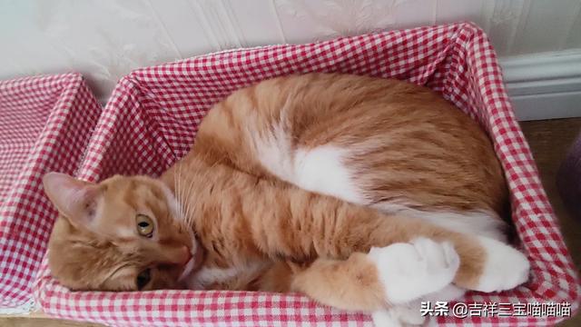 猫粮:猫粮的特点是什么？自制猫粮可靠吗？