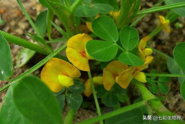 花生黑蚜虫怎么防治:花生蚜虫危害后，花生根部黑影响花生产量吗？