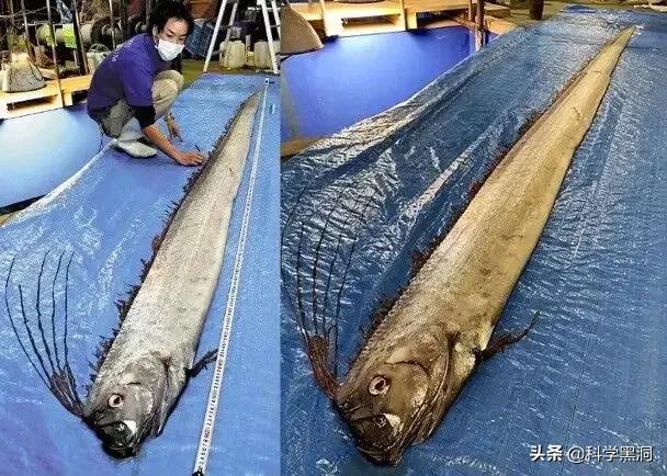 近日，著名的“地震鱼”出现在日本海域