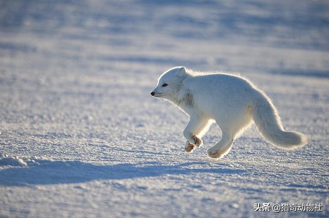 北极狐图片;北极狐图片可爱
