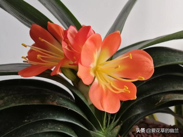 花叶芋根结线虫病:土壤里生了根线虫，该怎么办？