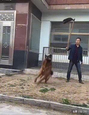柴犬智商6:第一次饲养柴犬的新手们需要注意哪些？
