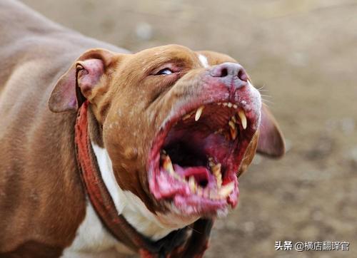 美国斗牛梗:如何知道遇到的是不是恶犬，从而提前防备？
