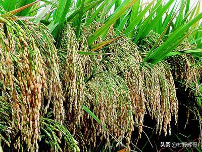 在农村一亩水稻能收多少斤稻谷？
