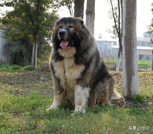 藏獒打架真实视频:三只大藏獒能打得过一只成年高加索犬吗？有何依据？
