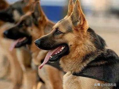 杭州杀妻案,警犬为什么没有发现？