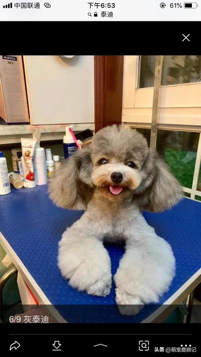 2020狗猫咪品种大全及图片:为什么有人拍一拍家里的狗/猫，就能有几百万粉丝？