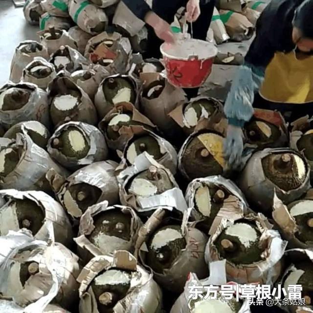 菠萝蜜有减肥功效吗:波罗蜜的功效与禁忌有哪些？
