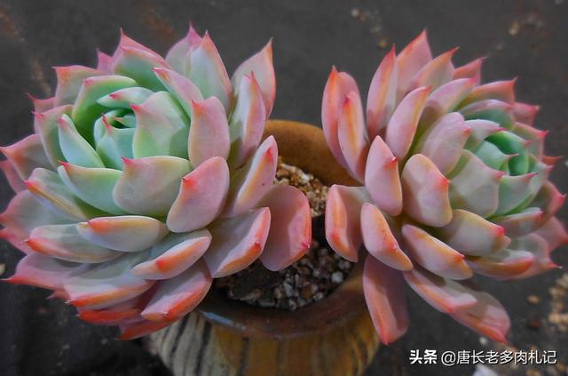 鹿犬和吉娃娃的杂交品种:什么品种的狗狗小巧不会伤人，但又不粘人？