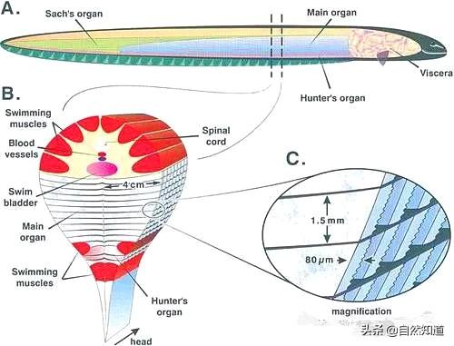 揭秘电鳗为什么会放电:电鳗为何能放电，而且在水里，自己却不会电晕？