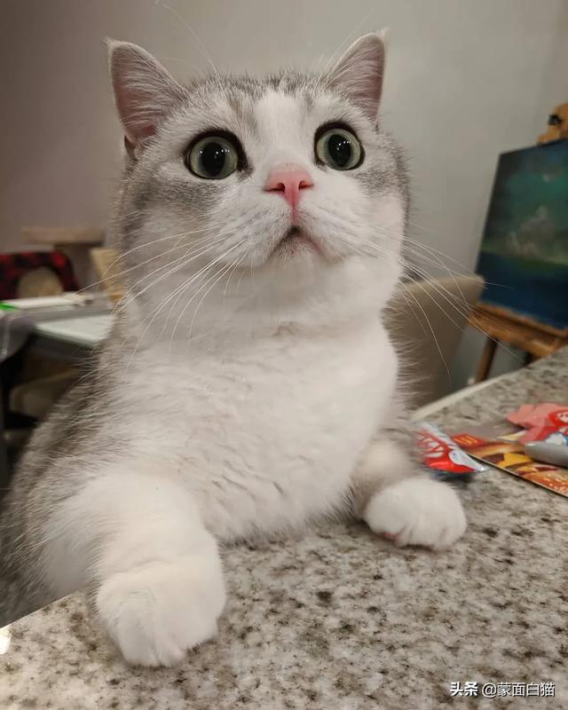 为什么晚上睡觉时猫咪总喜欢靠近自己的头，而且咕噜声还很大？插图15