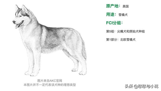 哈士奇:哈士奇真的算狗吗？为何有那么多不寻常之处？