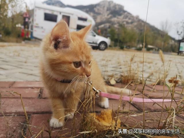 将猫咪放微波炉视频:房车旅行可以带猫吗？为什么？