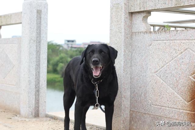 天津黑色德国牧羊犬:养黑色的狗狗，会有什么人家体会不到的快乐呢？