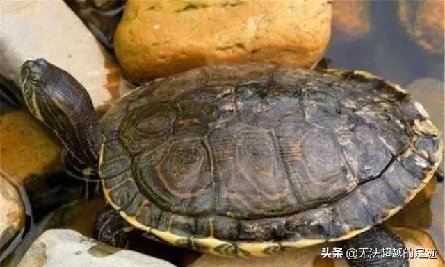 农户家中惊现圣旨:农村俗语“五喜不请自来，家中能人辈出”，具体是说哪“五喜”？