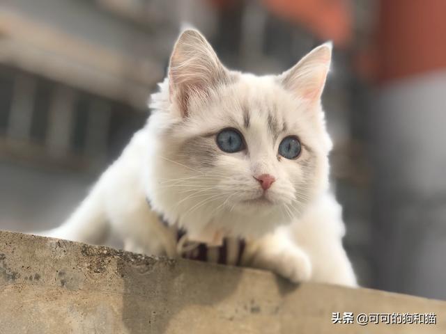 猫传染性腹膜炎是怎么得的:布偶猫长大了，然后又转卖给其他人，对猫会不会有什么影响？