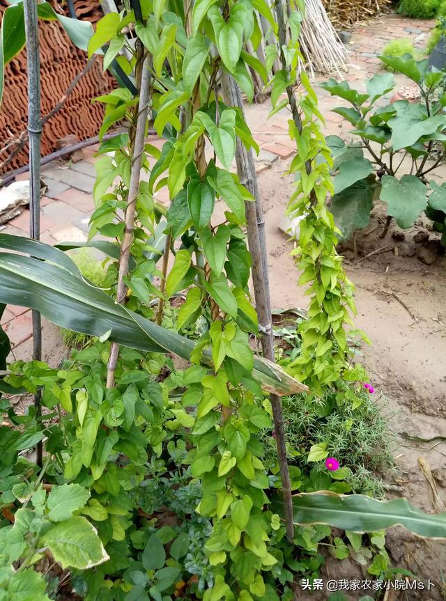 农村的菜地都种些什么蔬菜？够一家人吃吗？