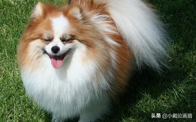 中国十大护卫犬排名榜:你认为在中国哪10种狗狗最受欢迎？