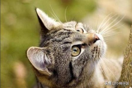品种猫:中国自己的猫都有些什么品种？