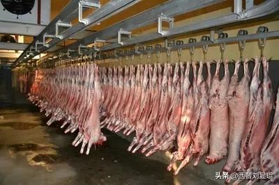 反虐待动物法:反对虐待动物和吃荤矛盾吗？