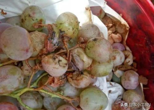 葡萄酸腐病,发病症状以及如何防治？