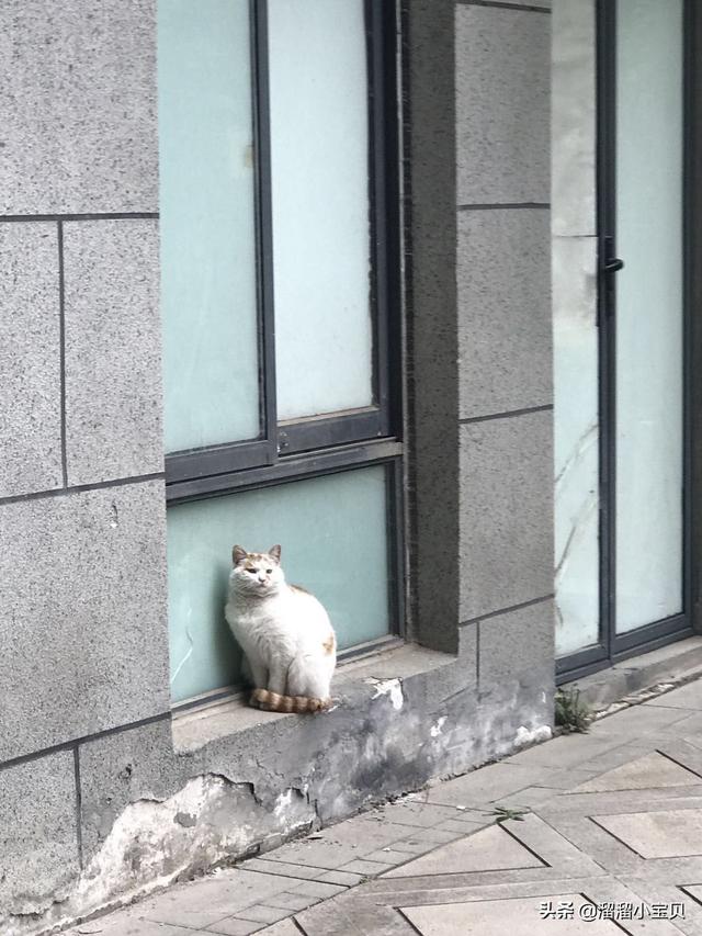 野猫八翻:如何照顾长期住在家里院子里的野猫？