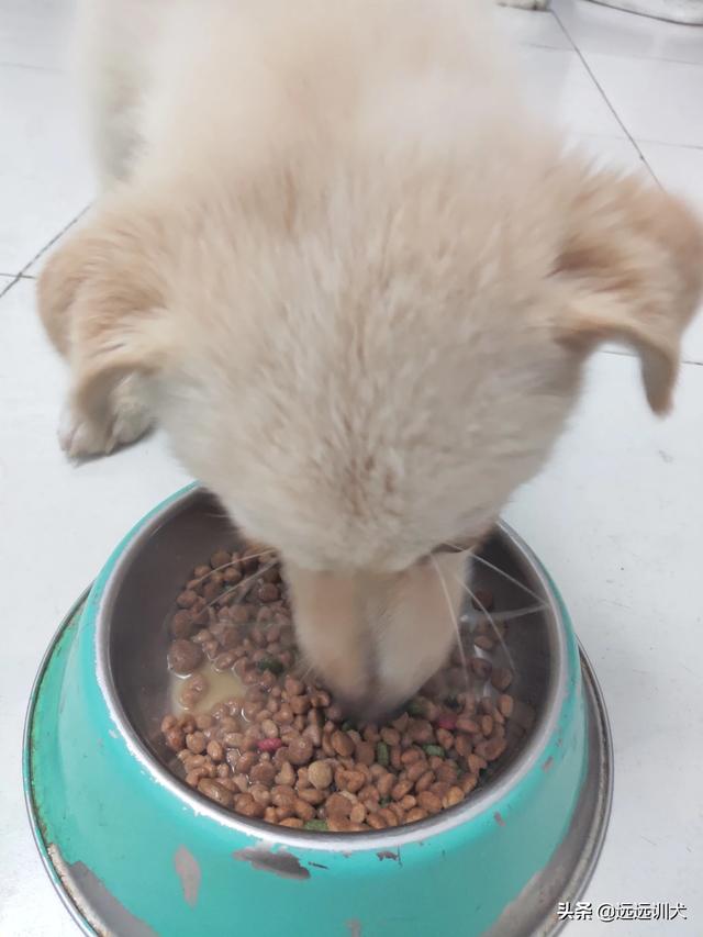 苏牧犬吃什么:苏牧的优点和缺点，好不好养？ 苏牧犬吃什么比较好