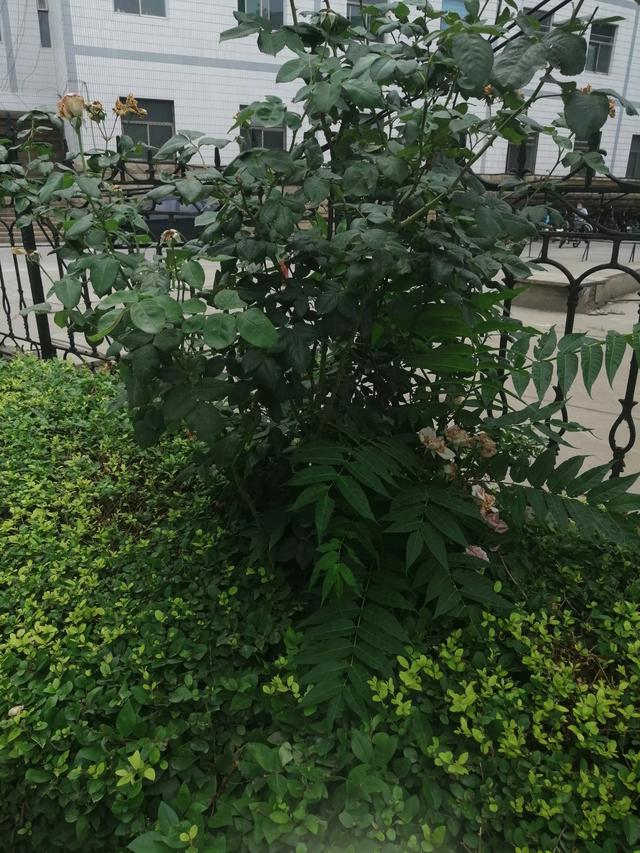 我老婆的闺蜜天天粘在我家里我该怎么办