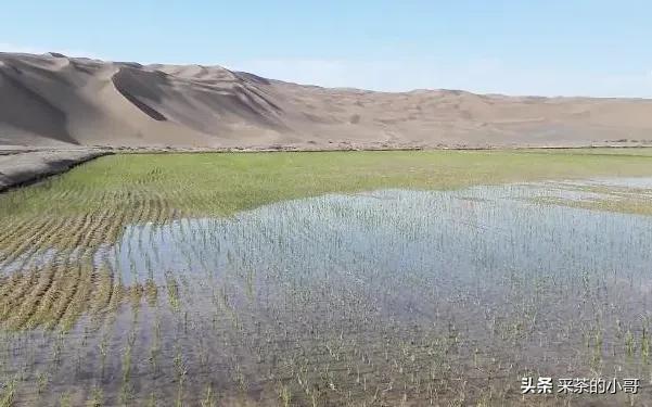 非洲适合水稻的种植和生长吗，中国小伙滕飞，在沙漠成功种出万亩水稻，能够带给世界多大影响