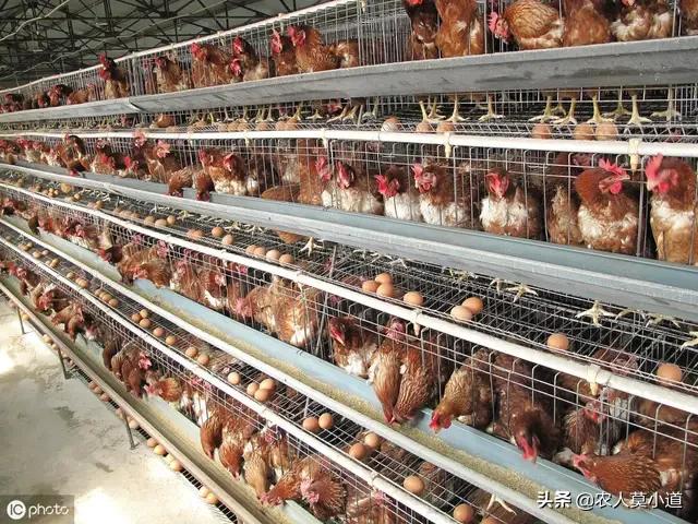 养鸡兽医专家在线咨询:为什么感觉农村养鸡时，鸡很容易生病，有哪些防治方法吗？