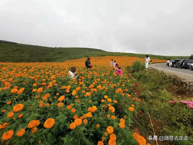 普者黑和泸沽湖哪一个更值得去呢