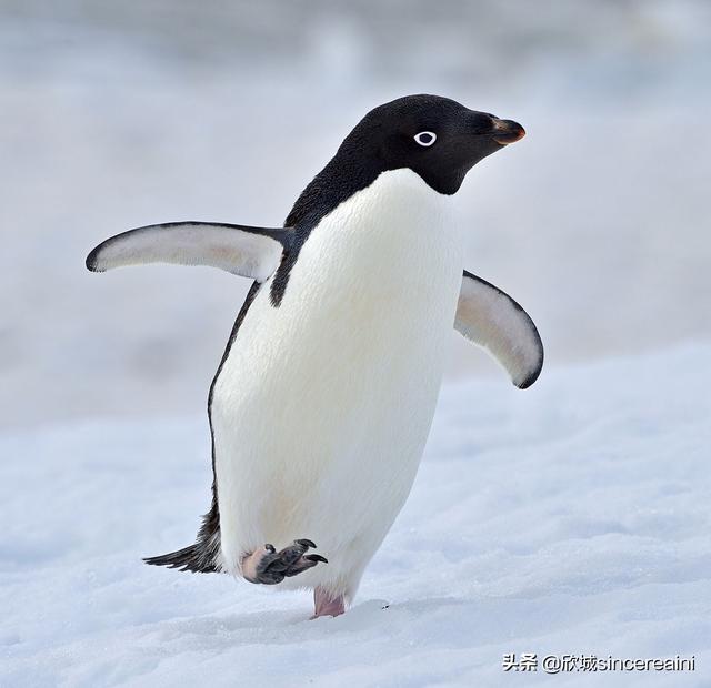 为什么企鹅被称为自然界最腹黑的动物？插图9