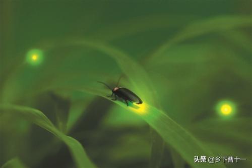 萤火虫祖先被发现:你上次见到萤火虫是哪年了？感觉怎么样？