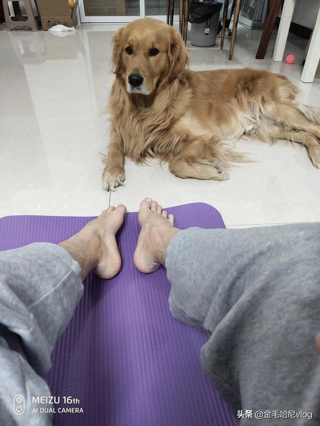 金毛犬性格:金毛有什么特点?养金毛要注意点什么？