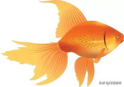 头条问答 农村捉的小金鱼如何喂养 18个回答