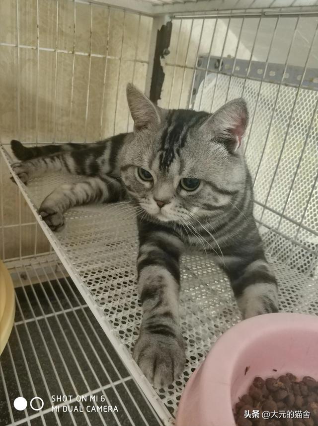 美短猫:为什么有人说养猫不养美短猫？