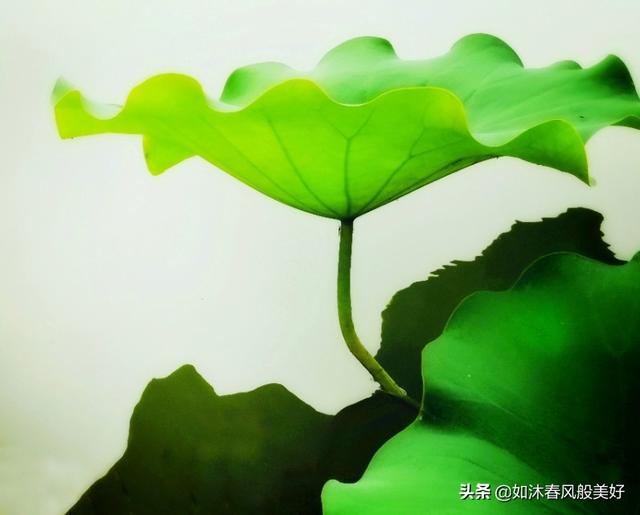 何花:何花为什么就是火不起来？