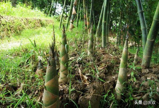 林靖恩播种成功:辣椒或者朝天椒种子播种之后多久发芽，如何处理最容易成功