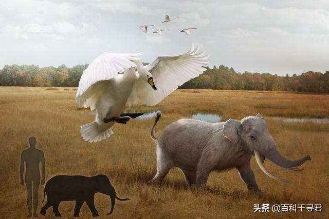 世界上最小的大象是什么？