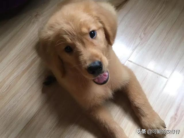 赛级弓背犬图片大全四个月:拉布拉多四个月了，大家看看品相好么？