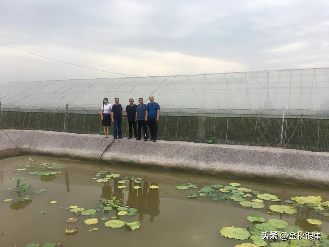 市面上的土豆越来越大，究竟和膨大剂有没有关系？你会吃吗？插图6