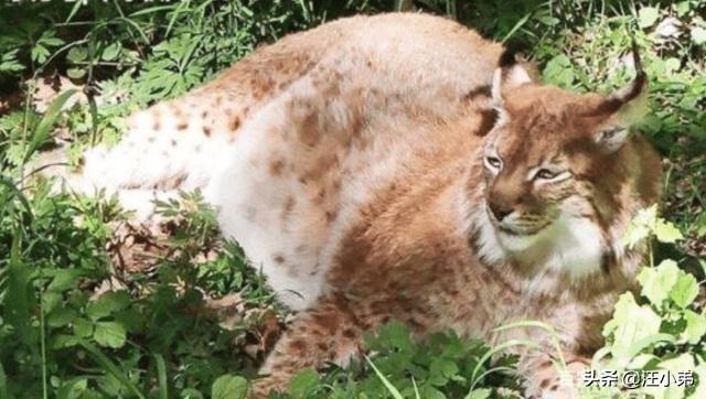 流浪狗和流浪猫评书:如今有许多流浪猫狗，该怎么办？