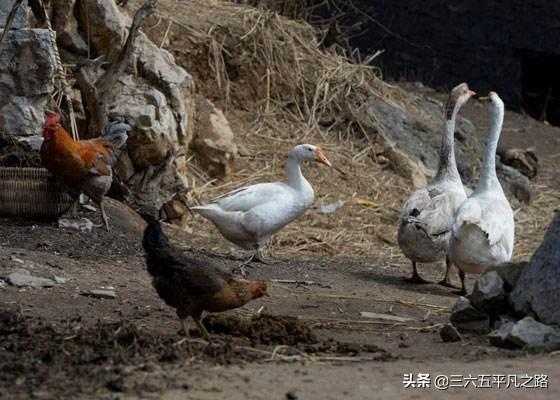 黄鼠狼的邪乎真实故事，农村老人说，黄鼠狼很记仇，打了它会把家里的鸡都咬死，是真的吗