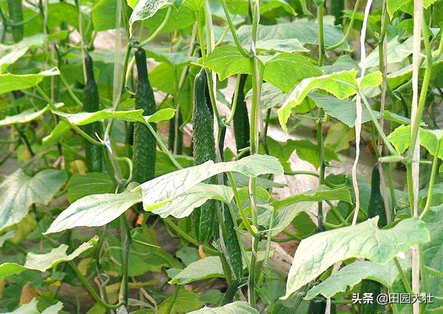 绝育黄瓜会开花吗:黄瓜开花多结瓜少或是不结瓜是什么原因？