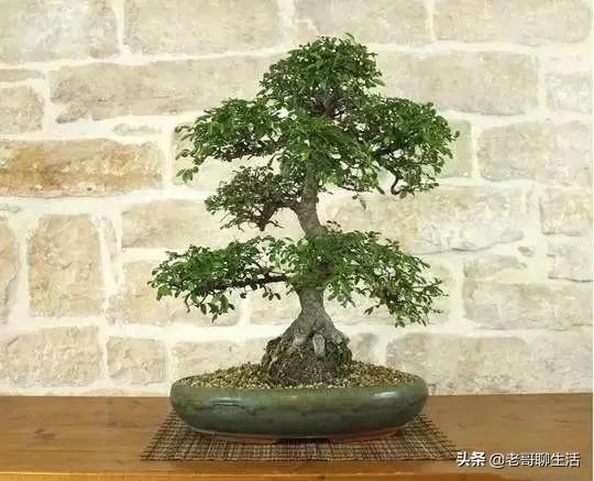 最好养的盆景是什么树？