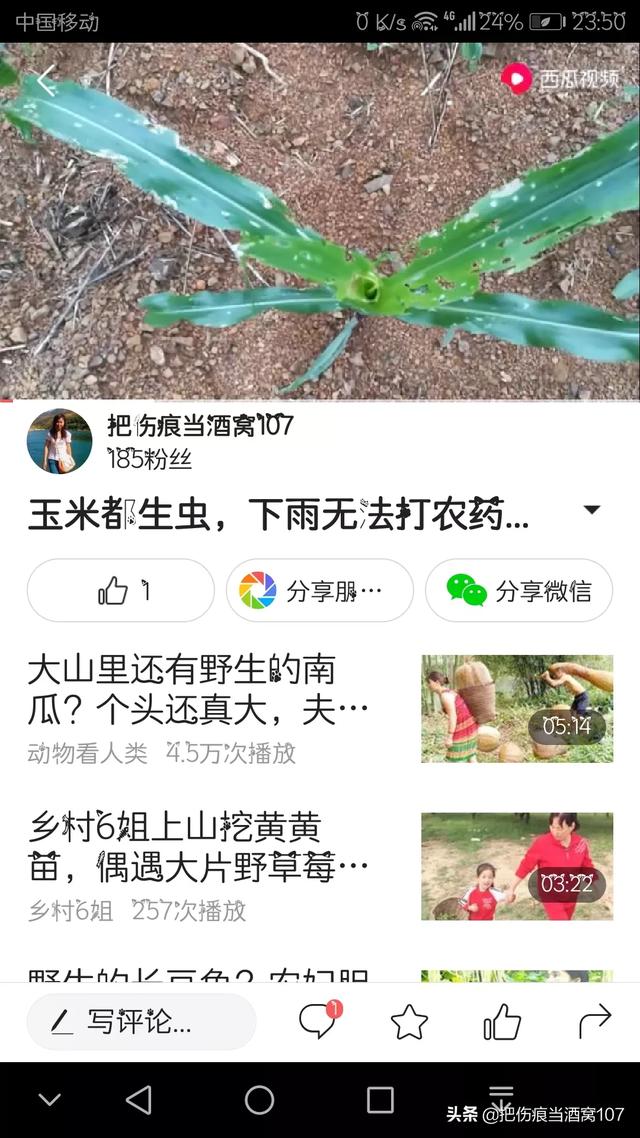 驱虫药剩半个:玉米被虫子吃的就剩杆了该怎么补救？有什么好办法吗？