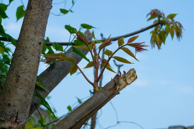 招惹上乌鸫后果有多严重，俗语：“不怕有蛇进家门，就怕香椿高过房”，为什么香椿比蛇可怕