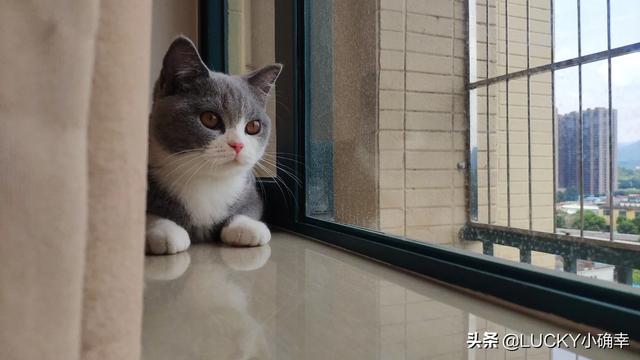 帕拉斯猫为什么不能养:问，猫爱咬人这猫能养吗？ 帕拉斯猫